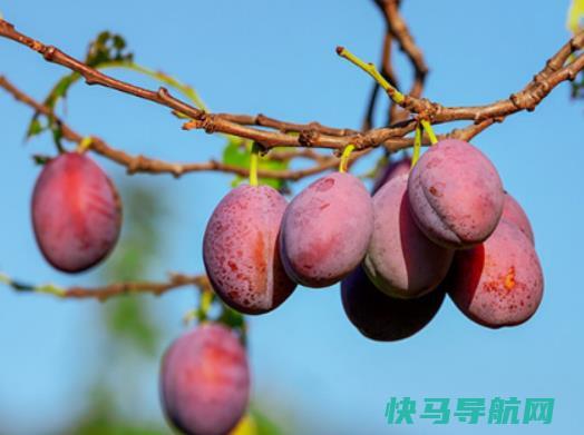 西梅很硬要放几天变软？西梅紫色和的区别