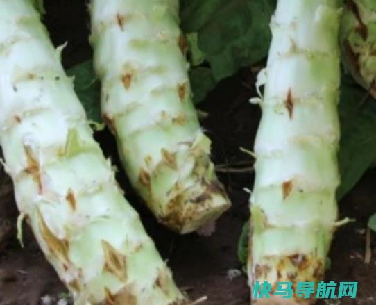 莴笋能与黄瓜一起吃吗？新鲜莴笋可以切片冷冻吗？